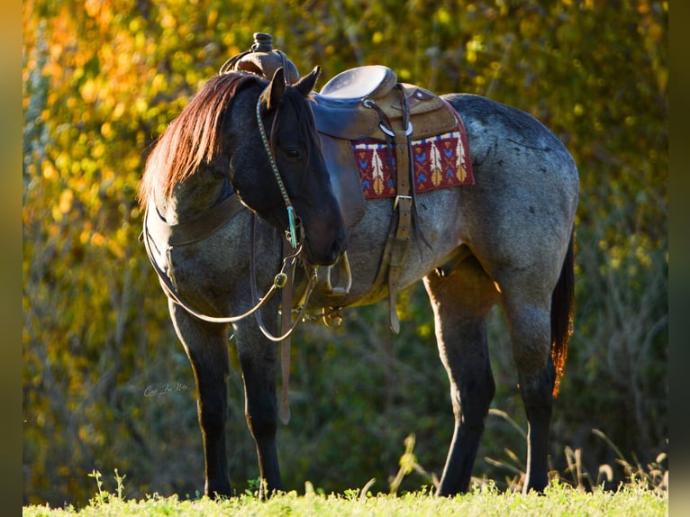 American Quarter Horse Castrone 8 Anni 155 cm Roano blu in Lewistown IL