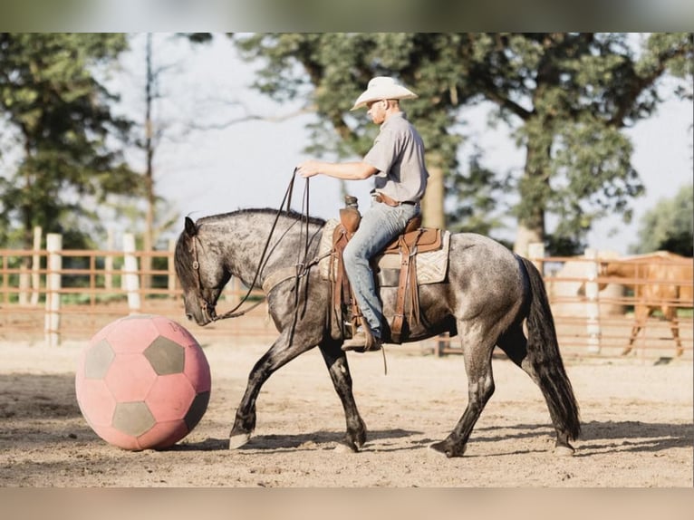 American Quarter Horse Castrone 8 Anni 155 cm Roano blu in North Judson IN