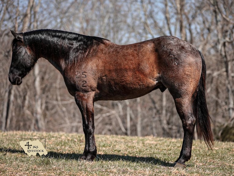 American Quarter Horse Castrone 8 Anni 155 cm Roano blu in Santa Fe, TN