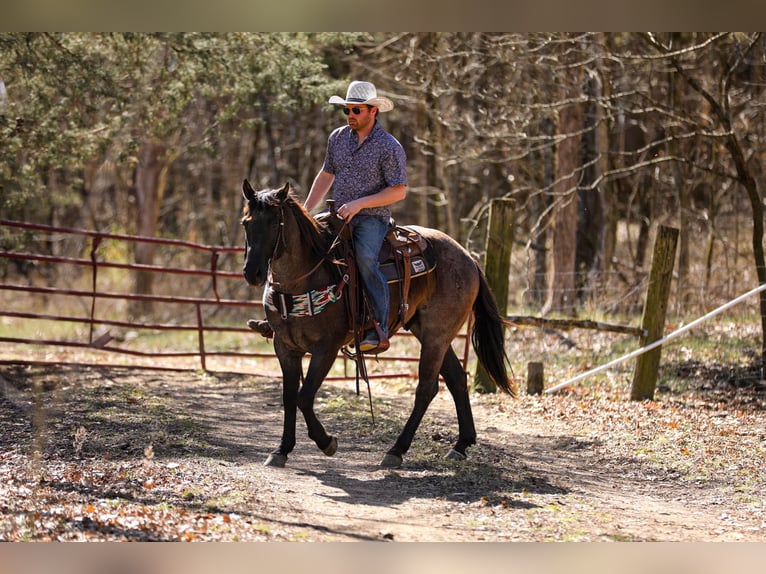 American Quarter Horse Castrone 8 Anni 155 cm Roano blu in Santa Fe, TN