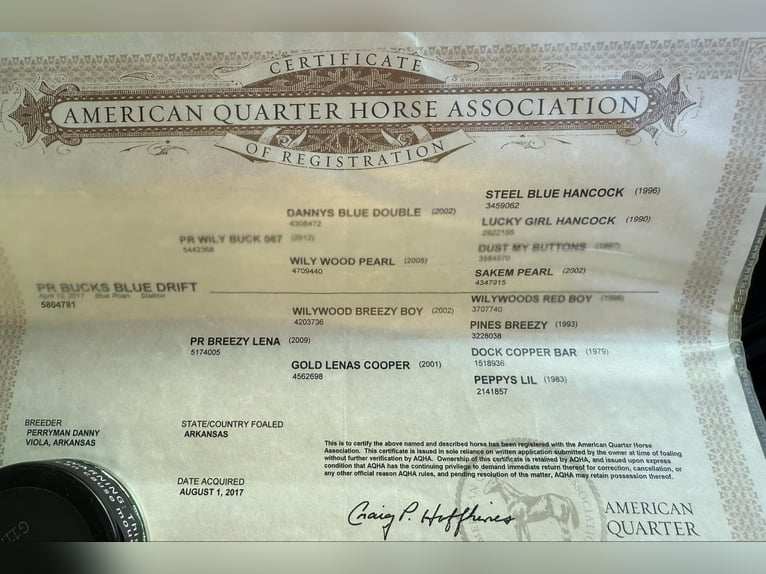 American Quarter Horse Castrone 8 Anni 155 cm Roano blu in Santa Fe, TN