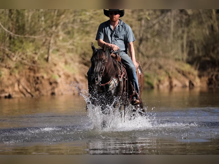 American Quarter Horse Castrone 8 Anni 155 cm Roano blu in Santa Fe, TN