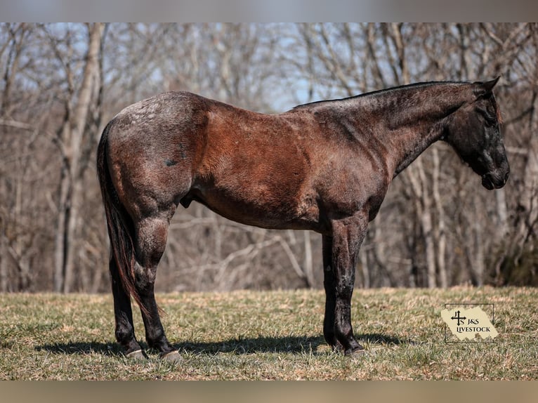 American Quarter Horse Castrone 8 Anni 155 cm Roano blu in Santa Fe, TN