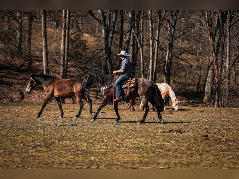 American Quarter Horse Castrone 8 Anni 155 cm Roano blu in Santa Fe, TN