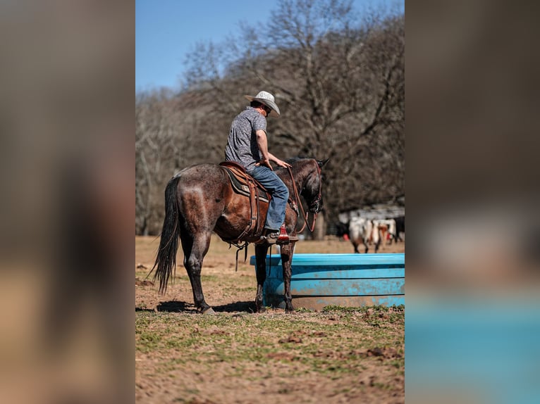 American Quarter Horse Castrone 8 Anni 155 cm Roano blu in Santa Fe, TN