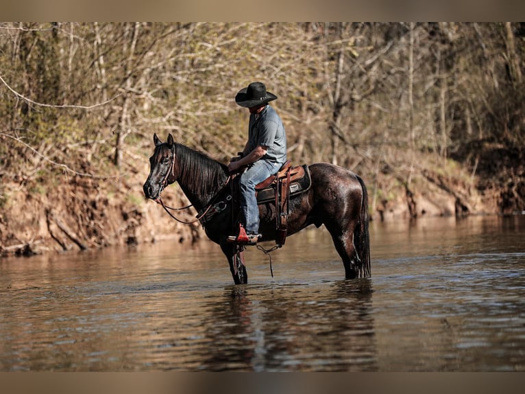 American Quarter Horse Castrone 8 Anni 155 cm Roano blu in Santa Fe, TN