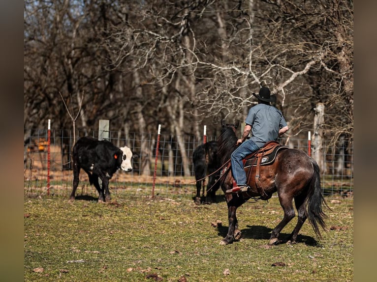 American Quarter Horse Castrone 8 Anni 155 cm Roano blu in Santa Fe, TN