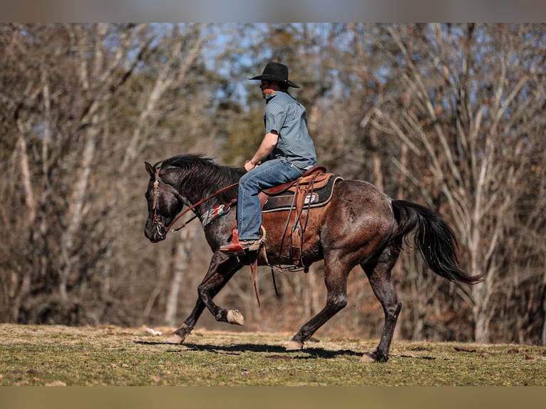 American Quarter Horse Castrone 8 Anni 155 cm Roano blu in Santa Fe, TN