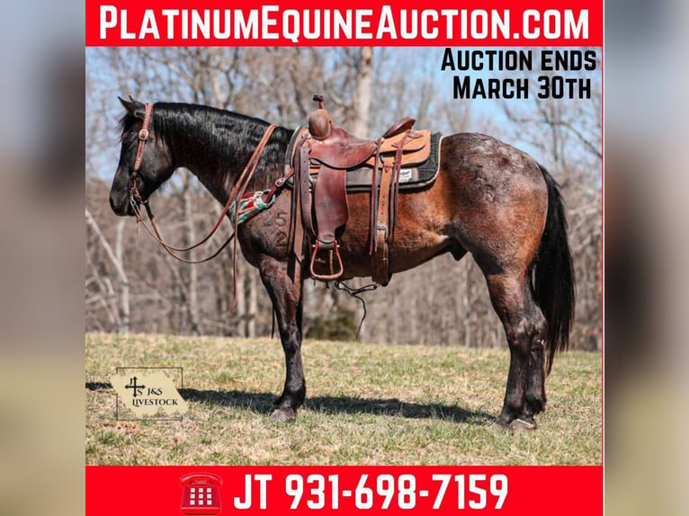 American Quarter Horse Castrone 8 Anni 155 cm Roano blu in Santa Fe, TN