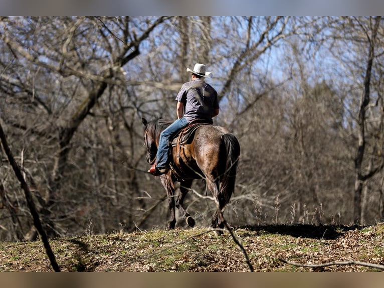 American Quarter Horse Castrone 8 Anni 155 cm Roano blu in Santa Fe, TN