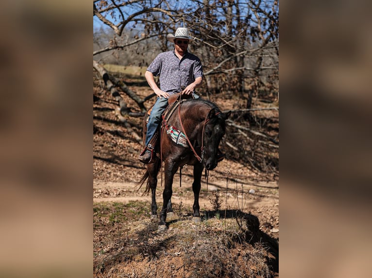 American Quarter Horse Castrone 8 Anni 155 cm Roano blu in Santa Fe, TN