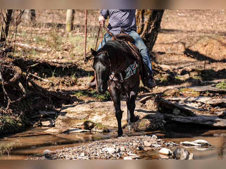 American Quarter Horse Castrone 8 Anni 155 cm Roano blu in Santa Fe, TN