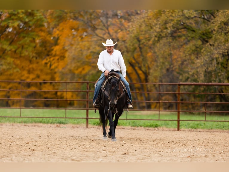 American Quarter Horse Castrone 8 Anni 155 cm Roano blu in Lewistown
