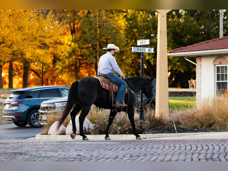 American Quarter Horse Castrone 8 Anni 155 cm Roano blu in Lewistown