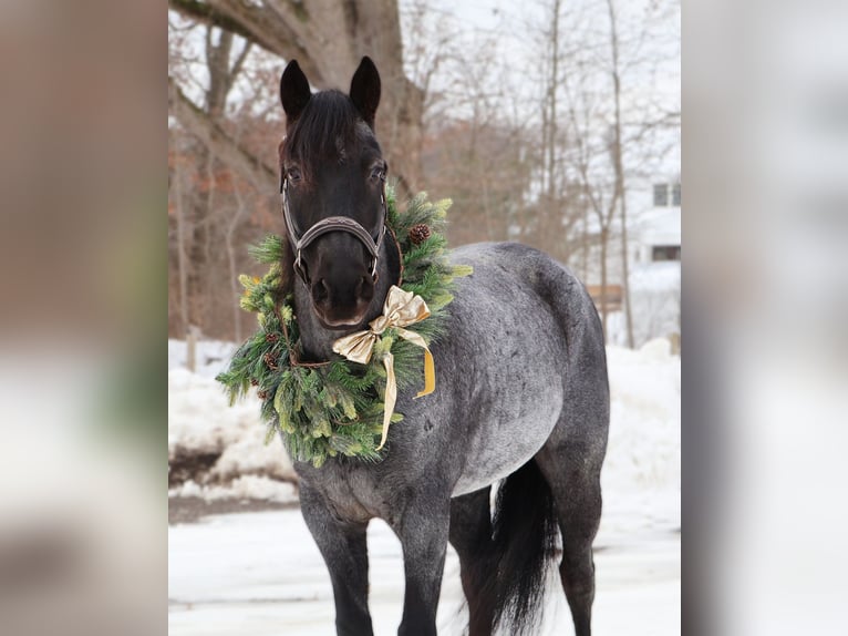American Quarter Horse Castrone 8 Anni 155 cm Roano blu in Howell