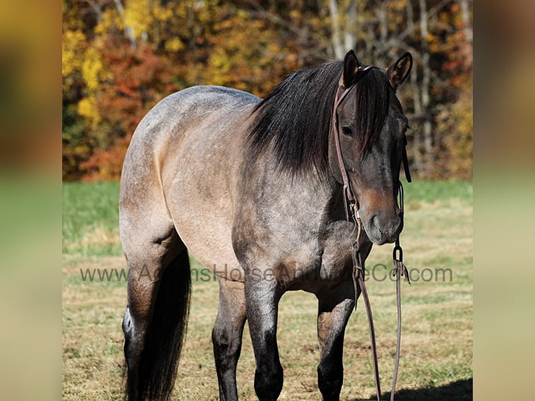 American Quarter Horse Castrone 8 Anni 155 cm Roano blu in Mount Vernon