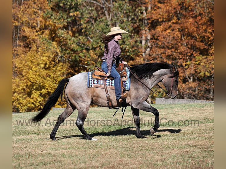 American Quarter Horse Castrone 8 Anni 155 cm Roano blu in Mount Vernon