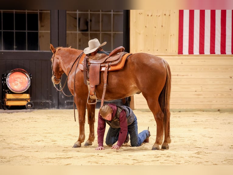 American Quarter Horse Castrone 8 Anni 155 cm Roano rosso in Needmore