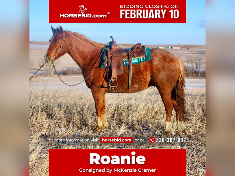 American Quarter Horse Castrone 8 Anni 155 cm Roano rosso in Battle Creek, IA