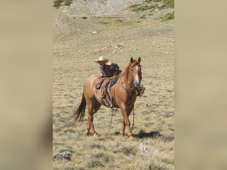 American Quarter Horse Castrone 8 Anni 155 cm Roano rosso in Cody, WY
