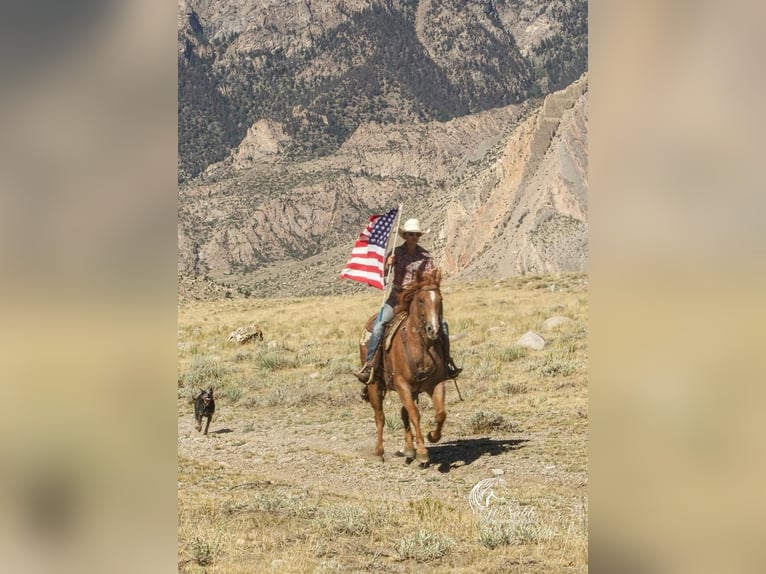 American Quarter Horse Castrone 8 Anni 155 cm Roano rosso in Cody, WY