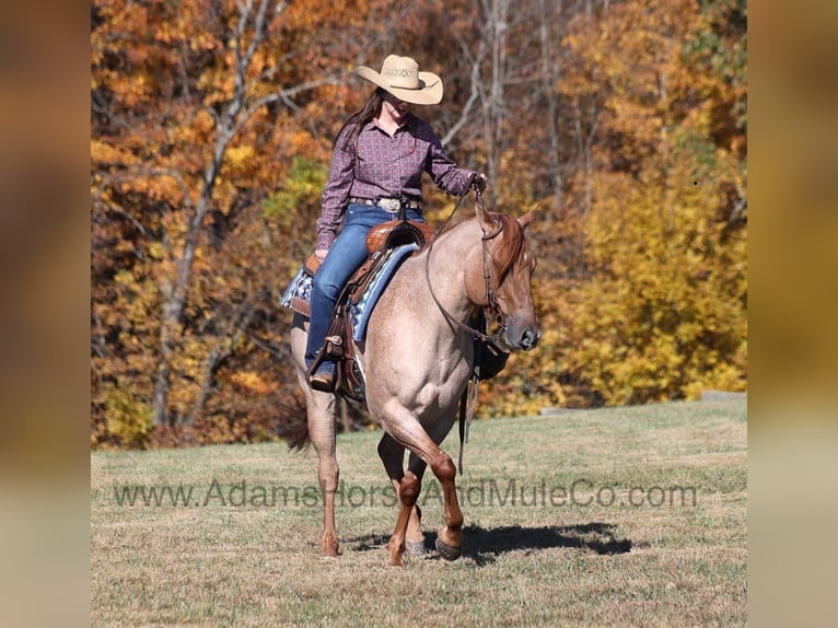 American Quarter Horse Castrone 8 Anni 155 cm Roano rosso in Mount Vernon