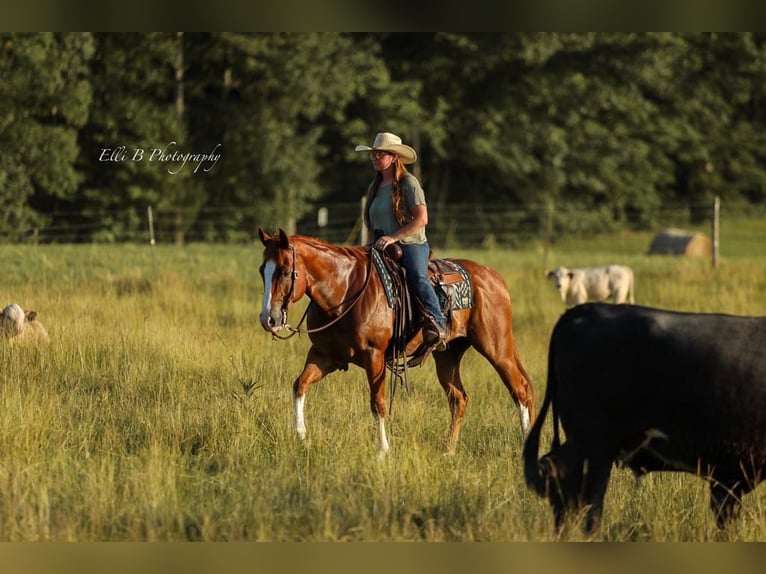 American Quarter Horse Castrone 8 Anni 155 cm Sauro ciliegia in Brodhead