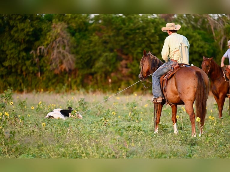 American Quarter Horse Castrone 8 Anni 155 cm Sauro ciliegia in Waco, TX