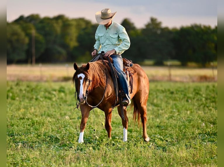 American Quarter Horse Castrone 8 Anni 155 cm Sauro ciliegia in Waco, TX