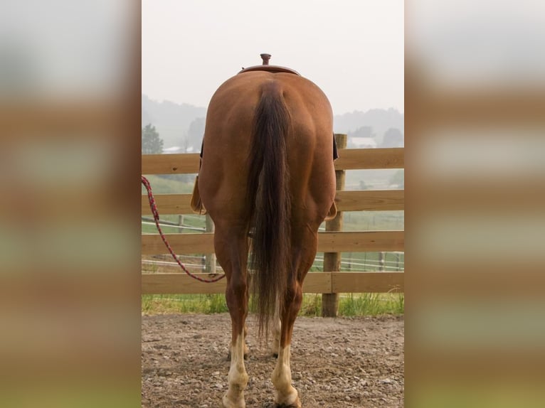 American Quarter Horse Castrone 8 Anni 155 cm Sauro ciliegia in Millersburg, OH