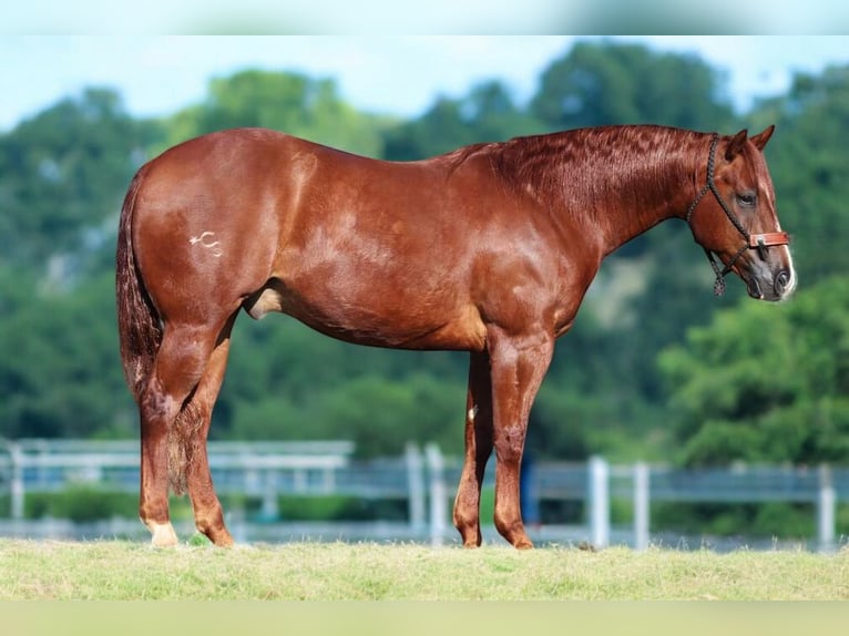 American Quarter Horse Castrone 8 Anni 155 cm Sauro ciliegia in Robards, KY