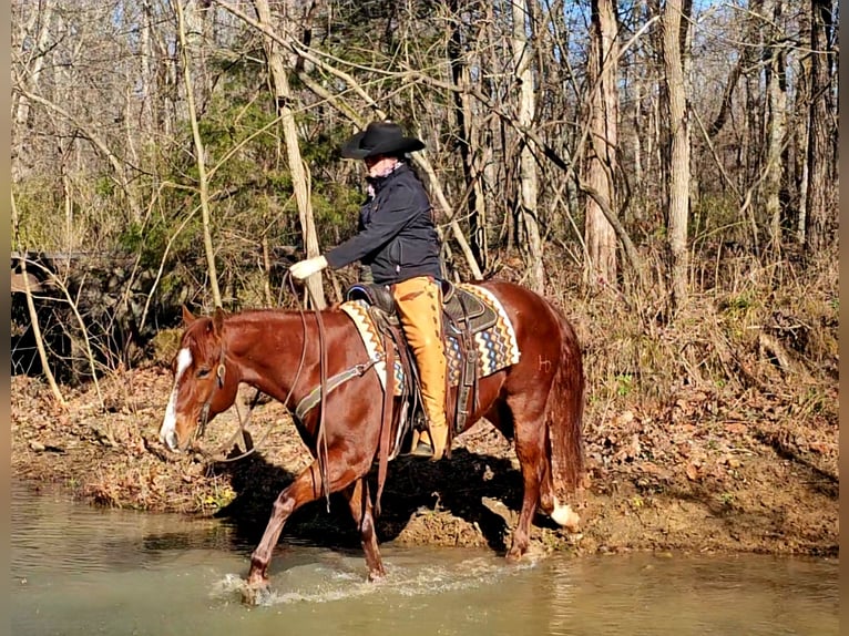 American Quarter Horse Castrone 8 Anni 155 cm Sauro ciliegia in Robards, KY