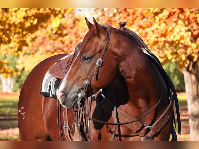 American Quarter Horse Castrone 8 Anni 155 cm Sauro ciliegia in Robards, KY