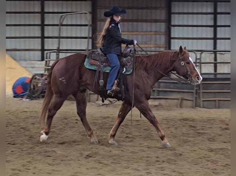 American Quarter Horse Castrone 8 Anni 155 cm Sauro ciliegia in Robards, KY