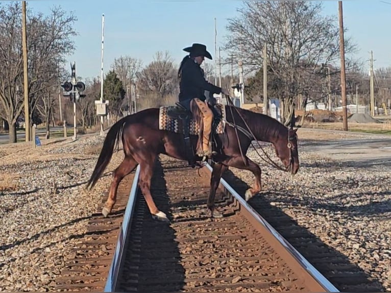 American Quarter Horse Castrone 8 Anni 155 cm Sauro ciliegia in Robards, KY