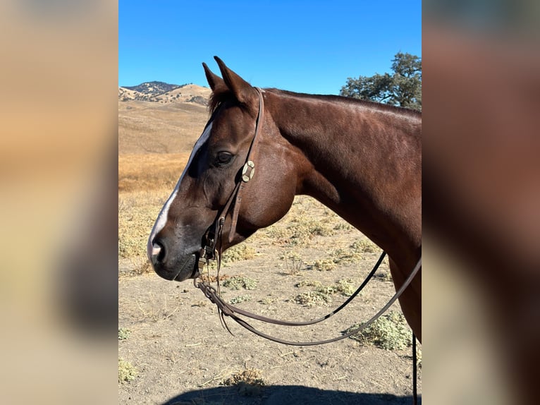 American Quarter Horse Castrone 8 Anni 155 cm Sauro scuro in Bitterwater CA