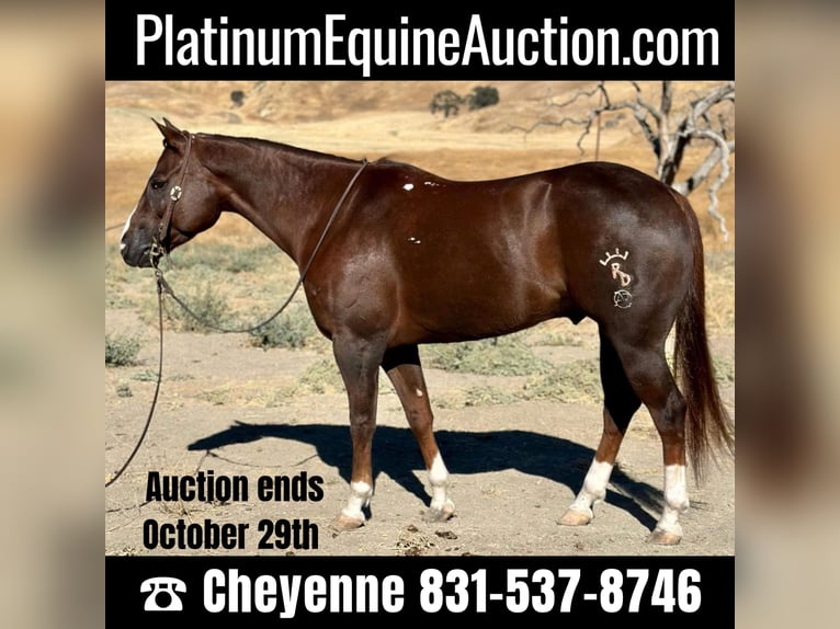 American Quarter Horse Castrone 8 Anni 155 cm Sauro scuro in Bitterwater CA