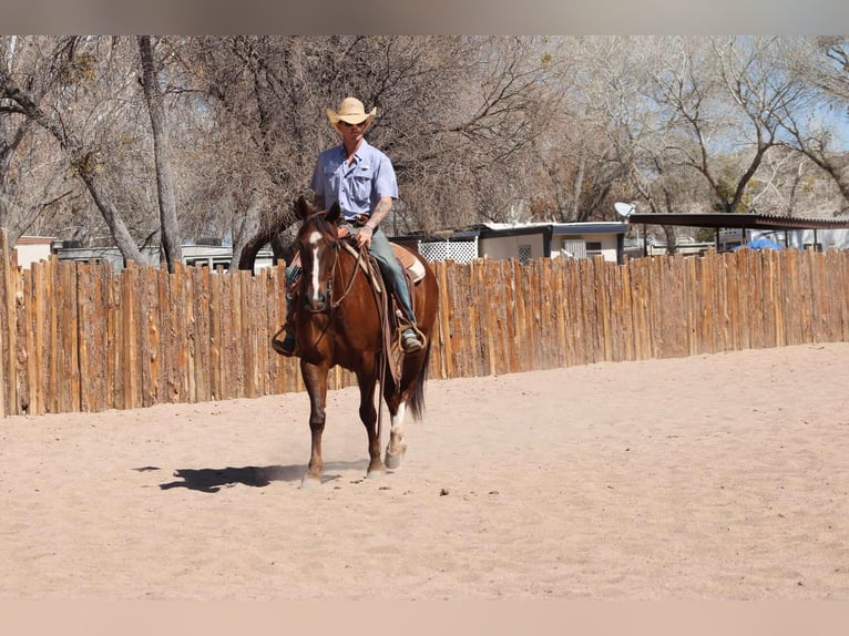 American Quarter Horse Castrone 8 Anni 155 cm Sauro scuro in Camp Verde AZ