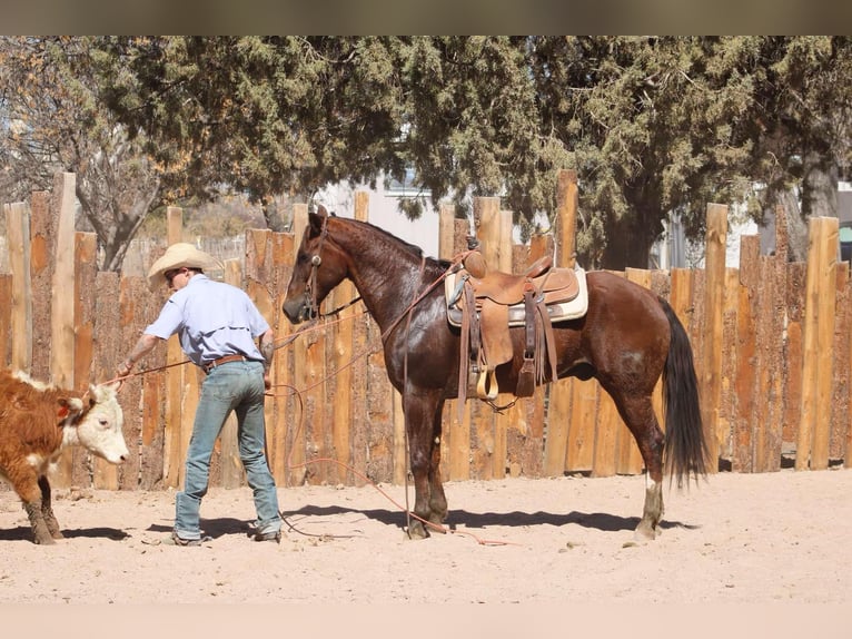 American Quarter Horse Castrone 8 Anni 155 cm Sauro scuro in Camp Verde AZ