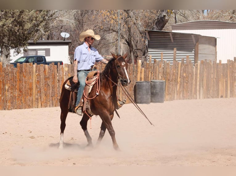 American Quarter Horse Castrone 8 Anni 155 cm Sauro scuro in Camp Verde AZ