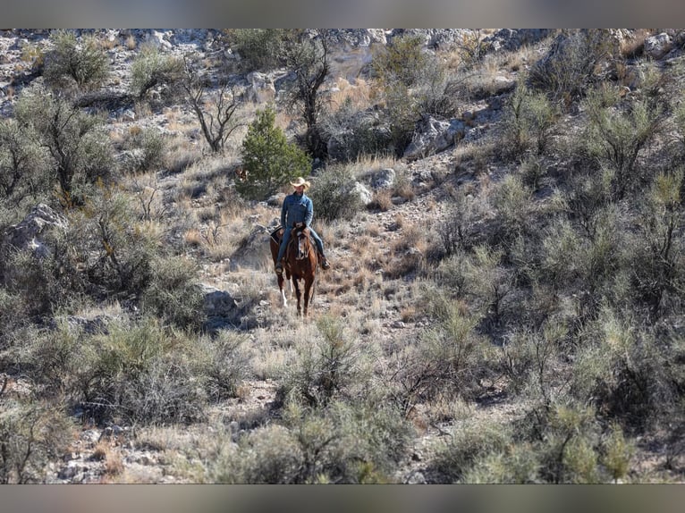 American Quarter Horse Castrone 8 Anni 155 cm Sauro scuro in Camp Verde AZ