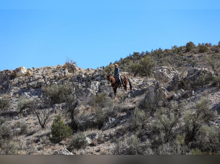 American Quarter Horse Castrone 8 Anni 155 cm Sauro scuro in Camp Verde AZ