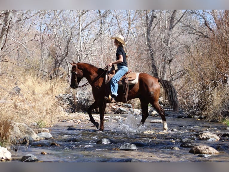 American Quarter Horse Castrone 8 Anni 155 cm Sauro scuro in Camp Verde AZ