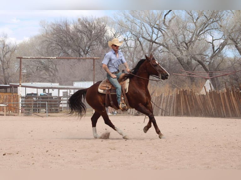 American Quarter Horse Castrone 8 Anni 155 cm Sauro scuro in Camp Verde AZ