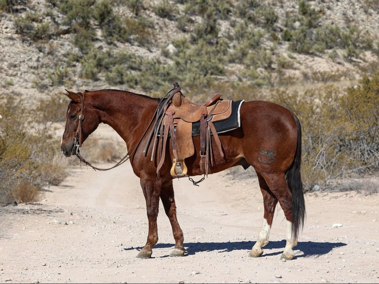 American Quarter Horse Castrone 8 Anni 155 cm Sauro scuro in Camp Verde AZ