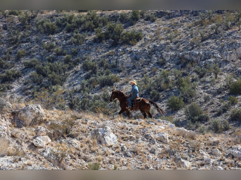 American Quarter Horse Castrone 8 Anni 155 cm Sauro scuro in Camp Verde AZ