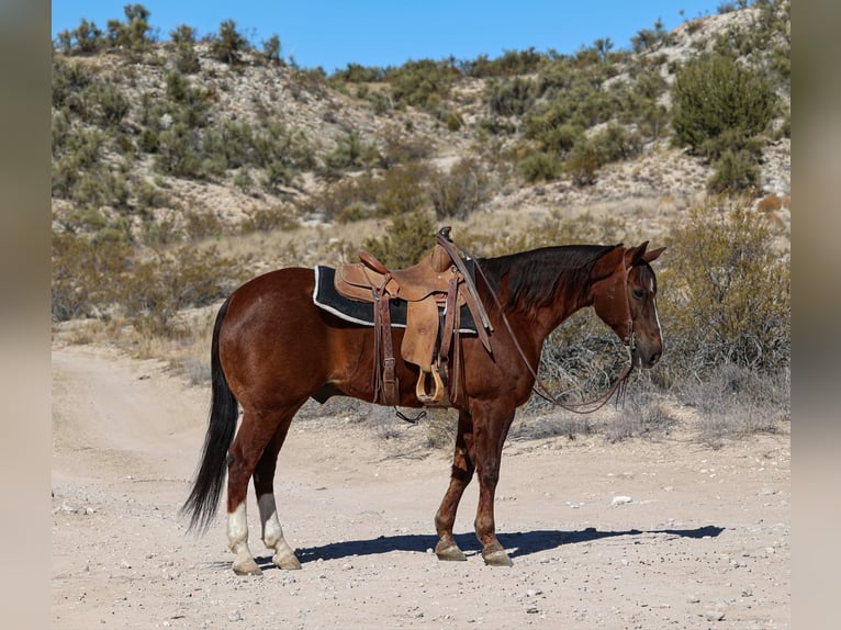 American Quarter Horse Castrone 8 Anni 155 cm Sauro scuro in Camp Verde AZ