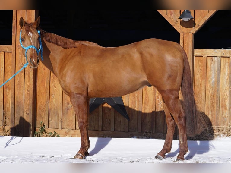 American Quarter Horse Castrone 8 Anni 155 cm Sauro scuro in Jersey Shore PA