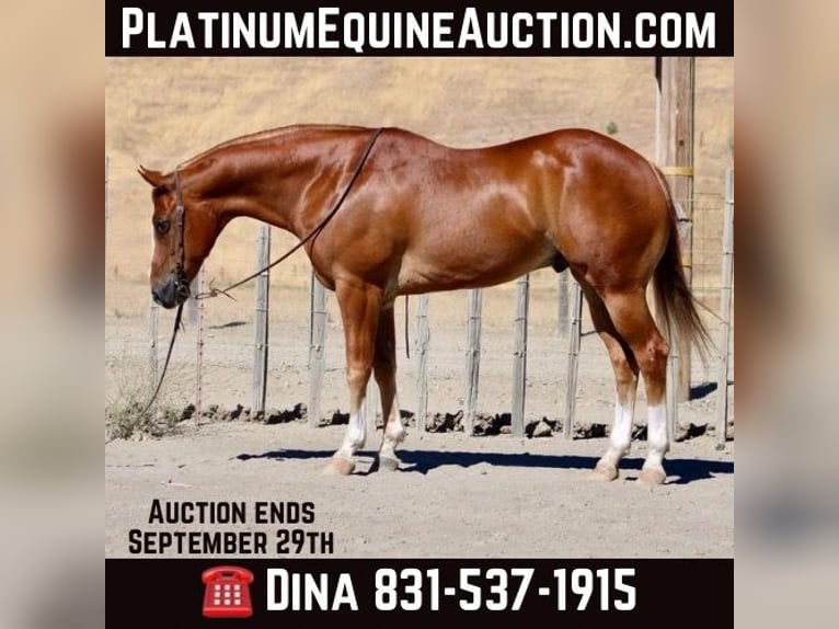 American Quarter Horse Castrone 8 Anni 155 cm Sauro scuro in Paicines CA