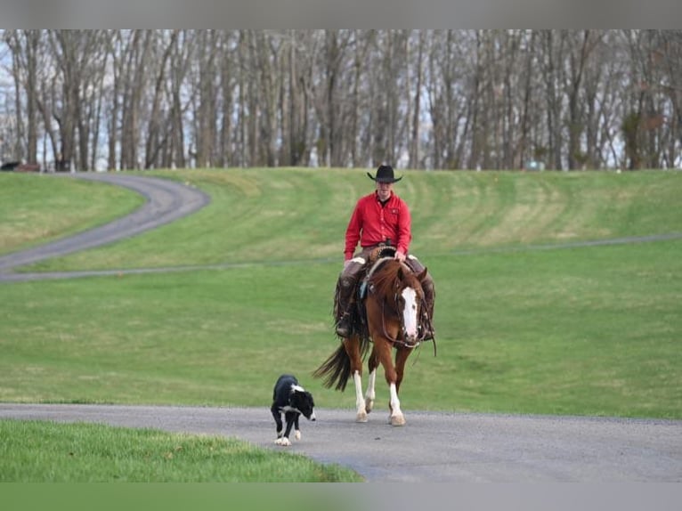 American Quarter Horse Castrone 8 Anni 155 cm Sauro scuro in Jackson OH